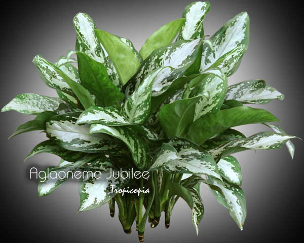 Aglaonema - Aglaonema 'Jubilee' - Chinese Evergreen